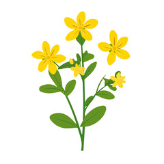 Simple flat 2D icon St. Johnas wort isolated on a white background, vector, flat design, animation design, vector, flat design, animation design, simple flat 2D icon, minimalist and modern design	