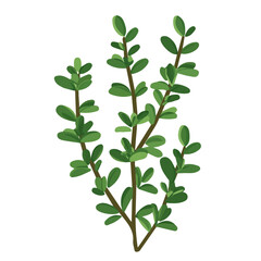 A Simple flat 2D icon green thyme branch isolated on a white background, vector, flat design, animation design, vector, flat design, animation design, simple flat 2D icon, minimalist and modern design