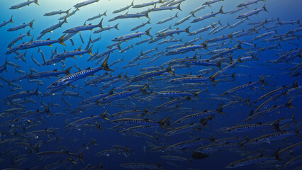 Black Fin Barracudas Shoal in the Red Sea, Farasan Banks in Saudi Arabia