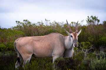 Eland Grazing in the Fynbos of De Hoop Nature Reserve, South Africa