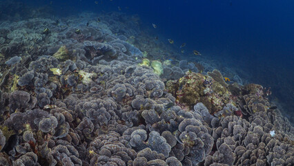 Rose Coral Reef in the Banda Sea in Indonesia