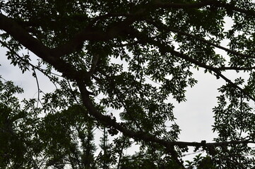Silhouetted Tropical Tree Branches Against Cloudy Sky. Nature Canopy Background