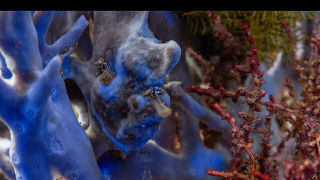 Frog Fish on the Coral in Indonesia in the Siladen and Bunaken Islands