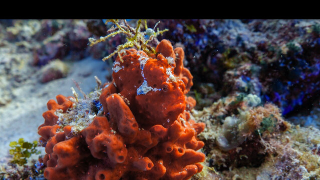Frog Fish on the Coral in Indonesia in the Siladen and Bunaken Islands