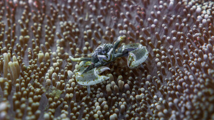 Porcelain Crab on Anemone in Indonesia in the Siladen and Bunaken Islands