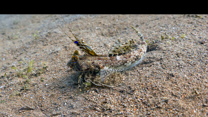 Dragon fish on the Sand in a Muck dive in Indonesia in the Siladen and Bunaken Islands