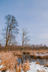 Liswarta River Landscape in Poland with Fallen Trees and Beaver Dam Showing Wildlife Activity and Natural Ecosystem Shaping