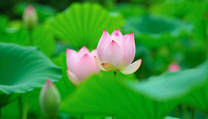Fototapeta premium Pink Lotus Flowers Among Green Leaves