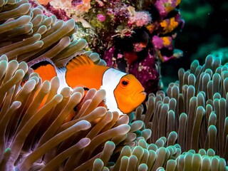 Clownfish Among Sea Anemones