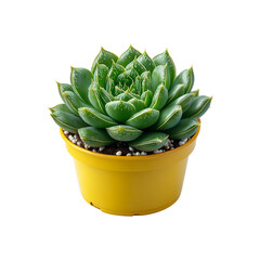 Obraz premium Aloe Vera Plant in a yellow Pot isolated on transparent background