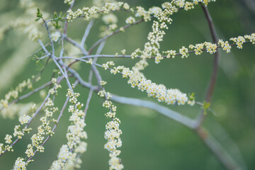 Delicate branches of blooming flowers entwine gracefully in the soft light of springtime afternoon, showcasing nature's vibrant beauty in a serene landscape