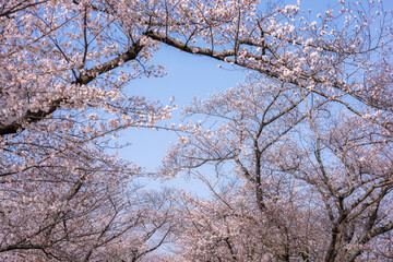 The Sakura cherry blossom season in Japan