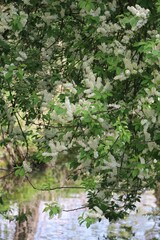 Bird cherry by a Stream