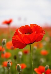 Obraz premium Crimson backdrop, single vibrant red poppy in bloom, minimalist, red background