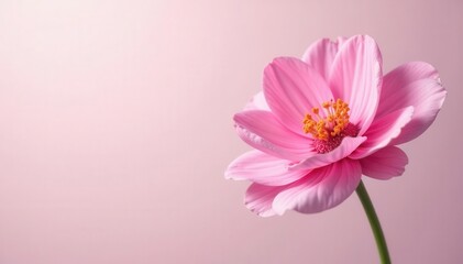 Stunning pink flower, isolated on a light pastel background Perfect for design , template, spring