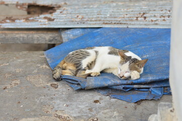 Stray Cat Sleeping Peacefully on a Blue Tarp in Urban Alley