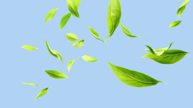 Green leaves falling animated overlay, transparent 4K video, alpha channel, ProRes 4444