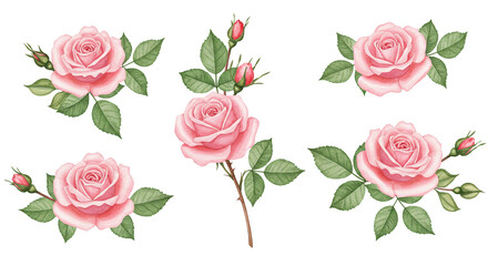 Delicate pink roses watercolor painting elegant floral art romantic botanical illustration soft