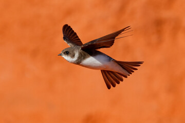 sand martin in flight