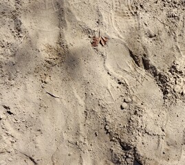A close view of the sandy soil ground surface.