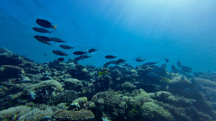 Underwater landscape. View of a coral reef underwater and sun rays passing through the thickness of water. Coral reef with fish underwater in the sun rays. Sun rays illuminate the coral reef.
