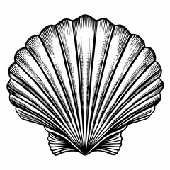 Detailed Black and White Seashell Illustration Ocean Inspired Vintage Art