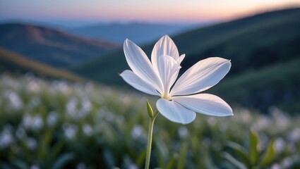 Fototapeta premium Blooming White Flower in Mountain Meadow at Sunset with Pastel Sky