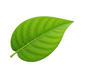 Obraz premium Green leaf stock photo isolated on white background