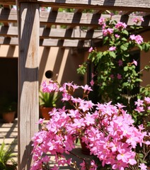 Delicate pink flowers spill over a weathered wooden trellis in a sun-drenched courtyard, garden design, floral, plant