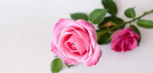 Fototapeta premium Delicate pink rose, single long stem, elegant bloom, bouquet of one, garden, single