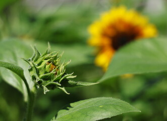 An immature sunflower bud and blurry image of yellow blooming flower in the background. Gold Rush Sunflower has small flowers with dark brown stamens. Rounded orange petals chocolate colored center
