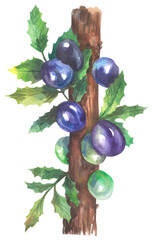Davidson's plum. Australian native plant. Watercolor hand drawing painted illustration.