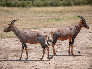 Embark on a safari in Kenya. From the bustling city of Nairobi to the pristine jungles of Tsavo and Amboseli to the Masai Mara. this magical land seems to condense the essence of Africa