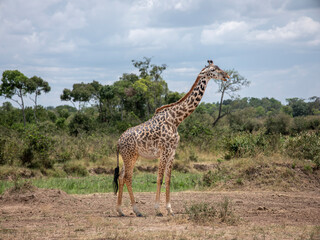 Embark on a safari in Kenya. From the bustling city of Nairobi to the pristine jungles of Tsavo and Amboseli to the Masai Mara. this magical land seems to condense the essence of Africa