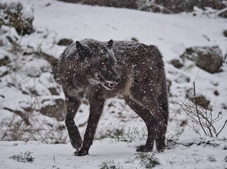 dark timber wolf in snow turning