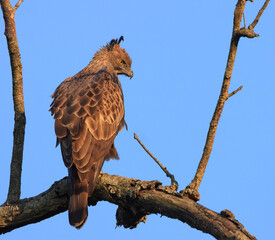 Changeable Hawk Eagle - photographed in Bandipur National Park (Karnataka, India)