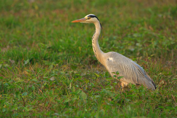 A Grey Heron foraging in the swamps of Bharatpur Bird Sanctuary