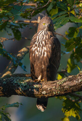 Changeable Hawk Eagle - photographed in BR Hills Sanctuary (Karnataka, India)