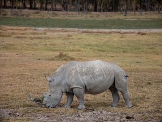 Fototapeta premium Embark on a safari in Kenya. From the bustling city of Nairobi to the pristine jungles of Tsavo and Amboseli to the Masai Mara. this magical land seems to condense the essence of Africa