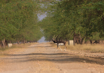 A Blackbuck crossing the road inside Velavadar National Park (Gujarat, India)