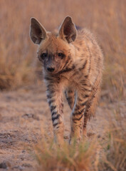 A Striped Hyena in Velavadar National Park (Gujarat, India)
