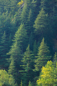 A forest of Coniferous trees in Sangla Valley (Himachal Pradesh, India)