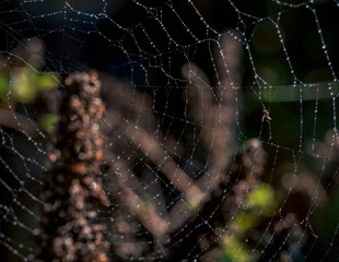 Spider web with dewdrops in morning light. Natural macro photography background.