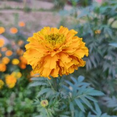 Golden Yellow Flower in Natural Outdoor Setting

