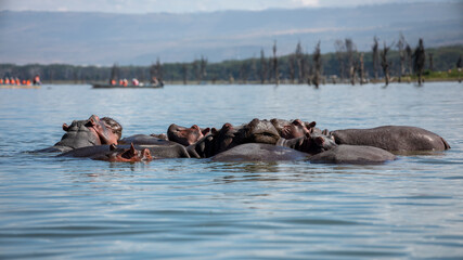 Fototapeta premium Embark on a safari in Kenya. From the bustling city of Nairobi to the pristine jungles of Tsavo and Amboseli to the Masai Mara. this magical land seems to condense the essence of Africa