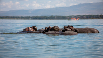 Fototapeta premium Embark on a safari in Kenya. From the bustling city of Nairobi to the pristine jungles of Tsavo and Amboseli to the Masai Mara. this magical land seems to condense the essence of Africa