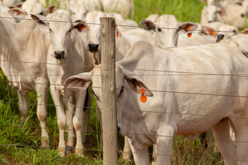 Close up em rebanho de gado nelore em pasto na fazenda no interior de Goias.