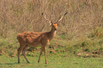 A Barasingha - also called as Swamp Deer - walking across the meadow of Kanha National Park (India)