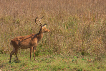 A Barasingha - also called as Swamp Deer - walking across the meadow of Kanha National Park (India)