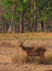 A Barasingha - also called as Swamp Deer - walking across the meadow of Kanha National Park (India)